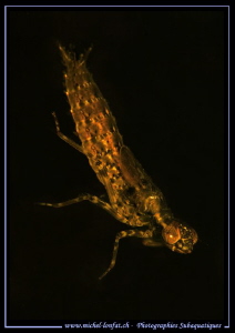 Larva of a Mayfly... :O)... by Michel Lonfat 